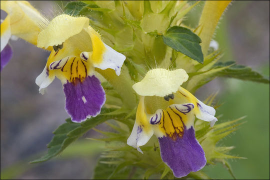 Image of Edmonton hempnettle