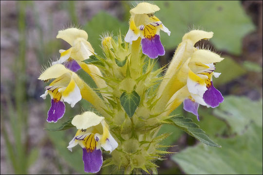 Image of Edmonton hempnettle