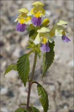 Image of Edmonton hempnettle