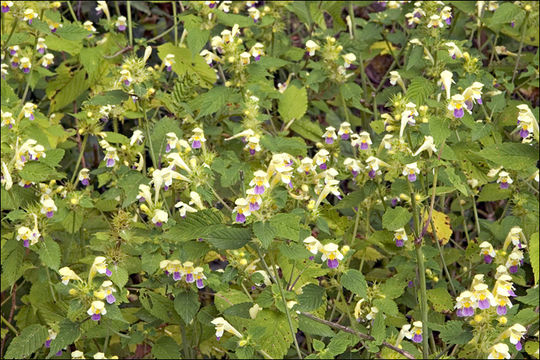 Image of Edmonton hempnettle