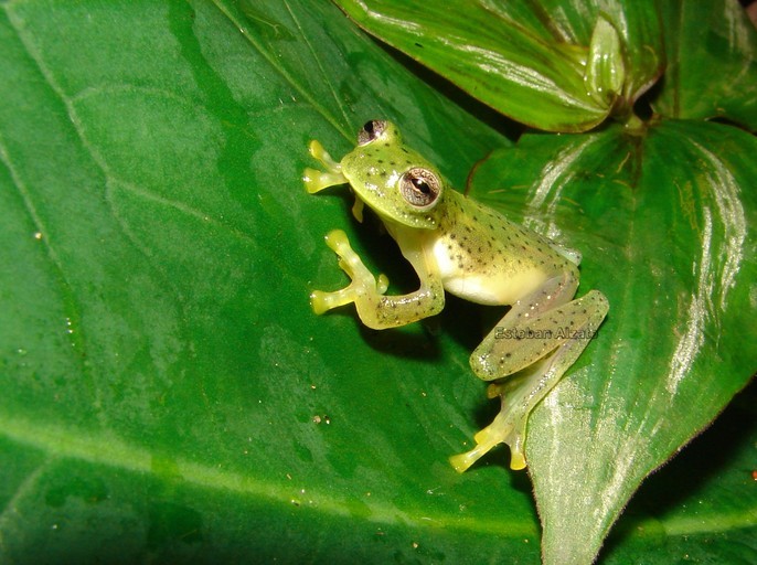 Image of Glass frog