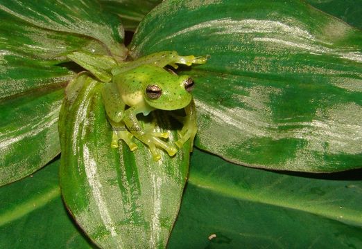 Image of Glass frog