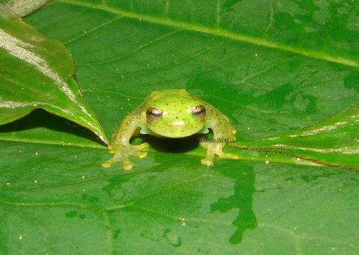 Image of Glass frog