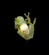 Image of Glass frog