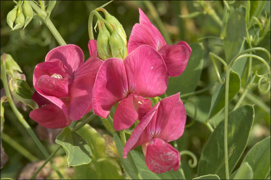 Image of tuberous pea