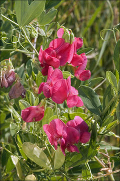 Image of tuberous pea