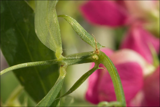 Image of tuberous pea