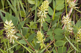 Image of licorice milkvetch