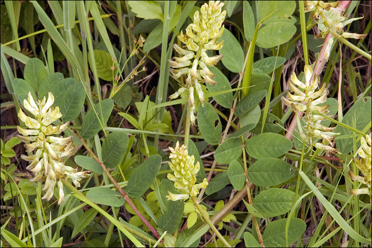 Image of licorice milkvetch