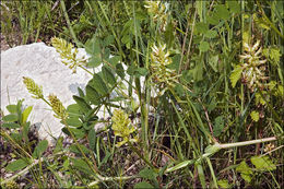 Image of licorice milkvetch