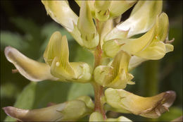 Image of licorice milkvetch