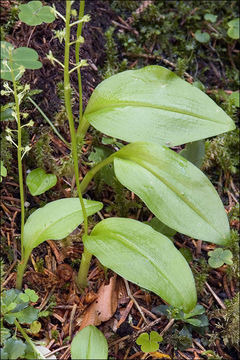 Image of White Adder's Mouth