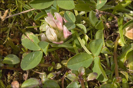 Image of Trifolium thalii Vill.