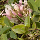 Sivun Trifolium thalii Vill. kuva
