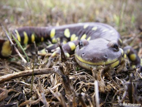 Image of California Tiger Salamander