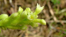 Image de Discyphus scopulariae (Rchb. fil.) Schltr.