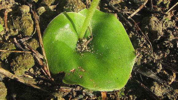 Image de Discyphus scopulariae (Rchb. fil.) Schltr.