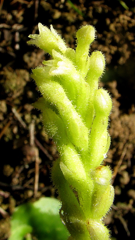 Image de Discyphus scopulariae (Rchb. fil.) Schltr.