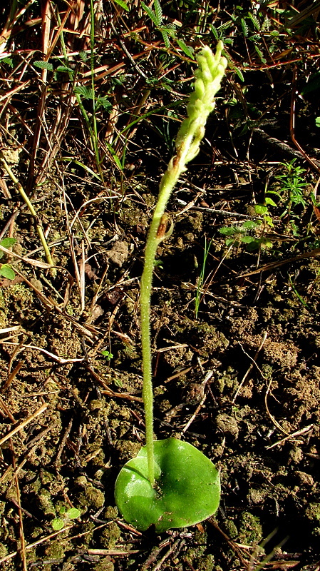 Image de Discyphus scopulariae (Rchb. fil.) Schltr.