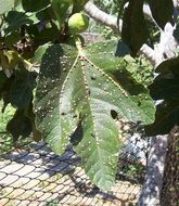 Image of Scale insect