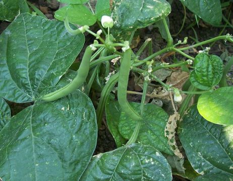 Image of kidney bean