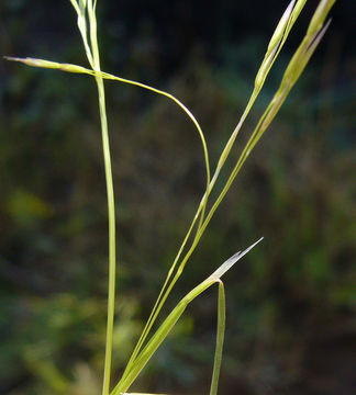 Image of annual hairgrass