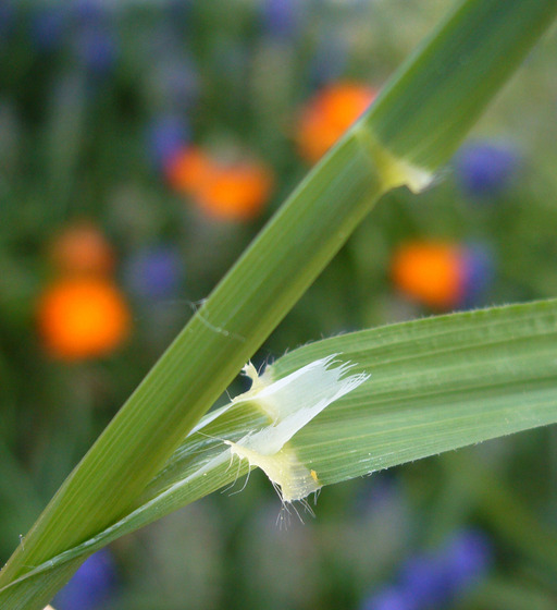 Image of panic veldtgrass