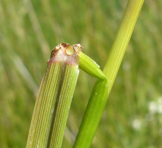 Plancia ëd Lolium arundinaceum (Schreb.) Darbysh.