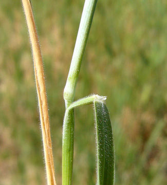 Plancia ëd Hordeum marinum subsp. gussoneanum (Parl.) Thell.