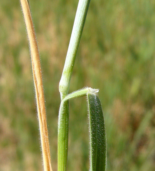 Plancia ëd Hordeum marinum subsp. gussoneanum (Parl.) Thell.