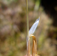 Lamarckia aurea (L.) Moench resmi