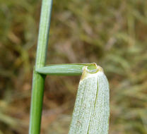 Image of <i>Elymus triticoides</i>