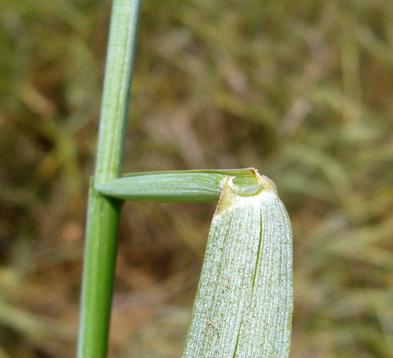 Image of <i>Elymus triticoides</i>