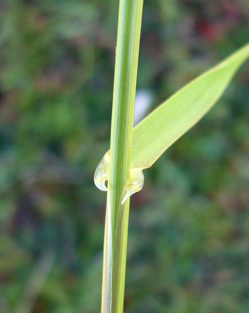 Image of <i>Festuca perennis</i>