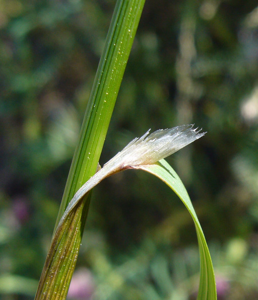 Image of California melicgrass