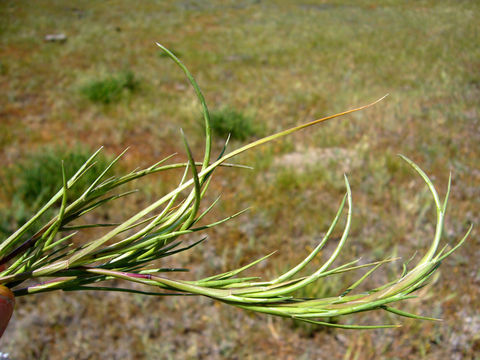 Image of curved sicklegrass