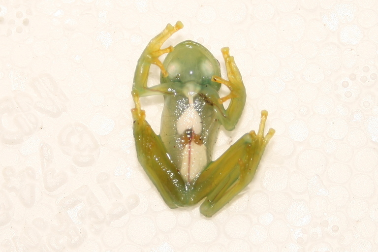Image of Humboldt's Glass Frog
