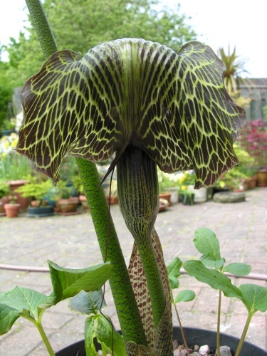 Image of Arisaema griffithii Schott