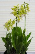 Image of <i>Calanthe sieboldii</i>