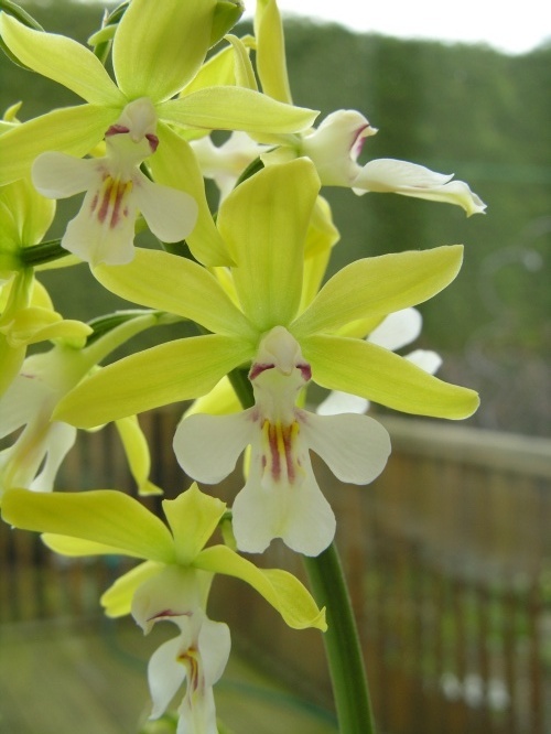 Image of <i>Calanthe sieboldii</i>