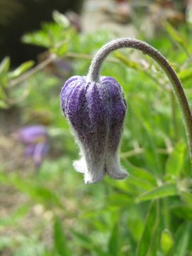 Plancia ëd Clematis hirsutissima Pursh