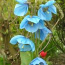 Image of Meconopsis betonicifolia Franch.