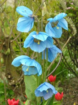 Image of Meconopsis betonicifolia Franch.