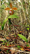 Image of Cattleya granulosa Lindl.