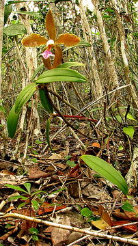 Sivun Cattleya granulosa Lindl. kuva