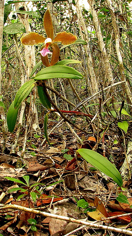 Sivun Cattleya granulosa Lindl. kuva