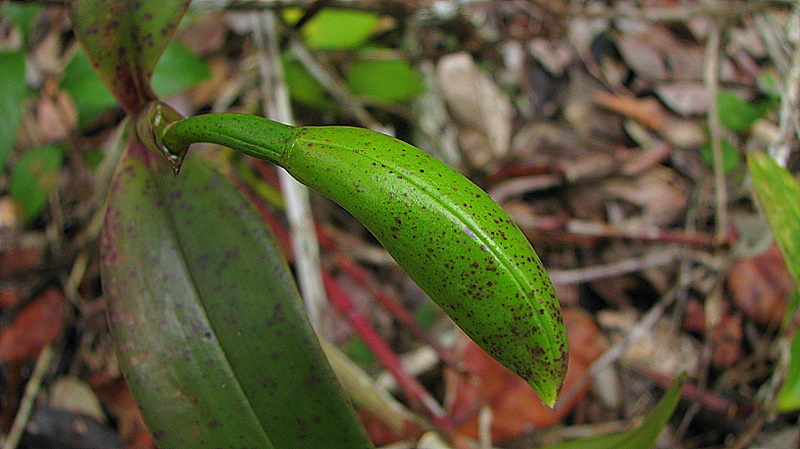 Image of Cattleya granulosa Lindl.