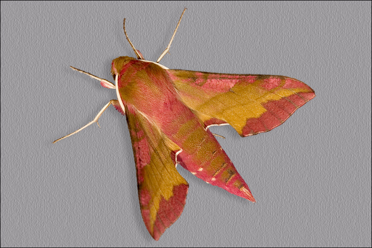 Image of small elephant hawk-moth