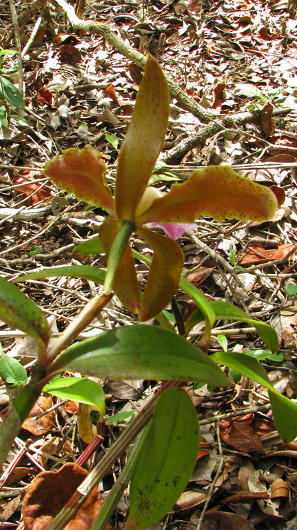 Sivun Cattleya granulosa Lindl. kuva