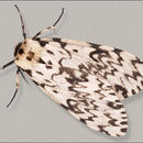 صورة Lymantria monacha Linnaeus 1758